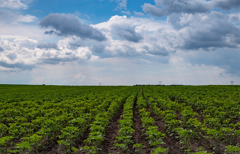 Suportando todo o ciclo de vida das operações agrícolas com soluções SAP